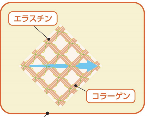 エラスチンについて　/ 　武庫之荘・鍼灸整骨院