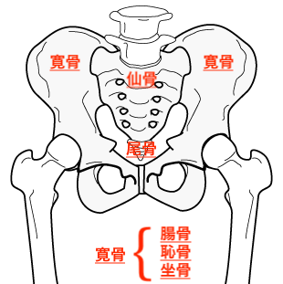 武庫之荘の鍼灸整骨院が教える「骨盤矯正」〜骨盤とは？〜